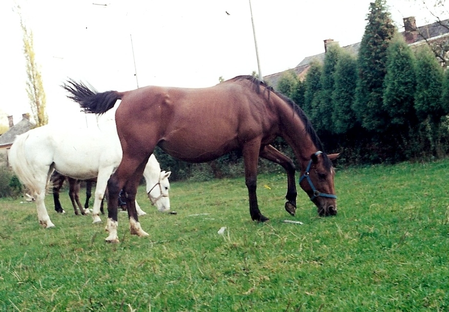 78.jpg