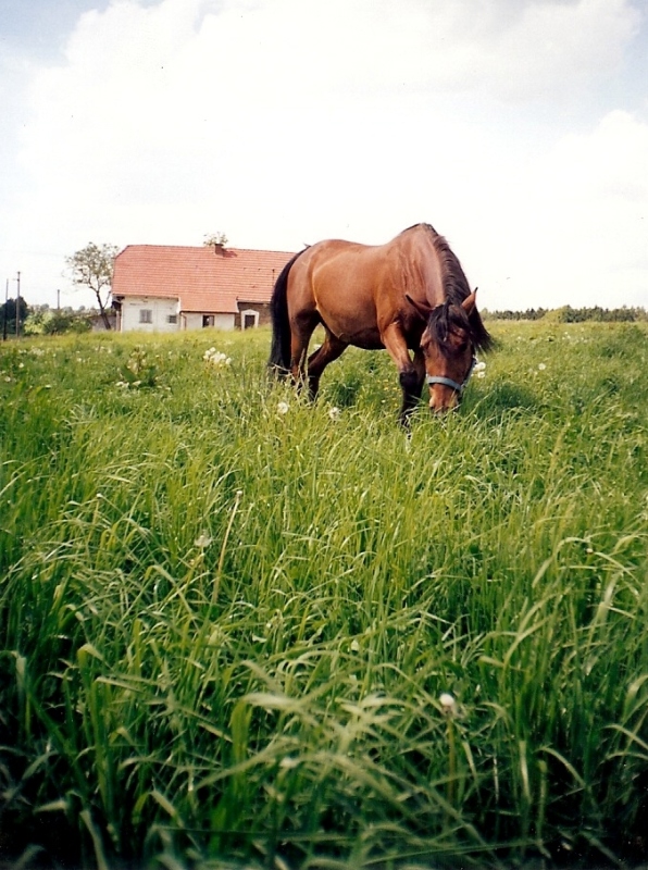 80.jpg