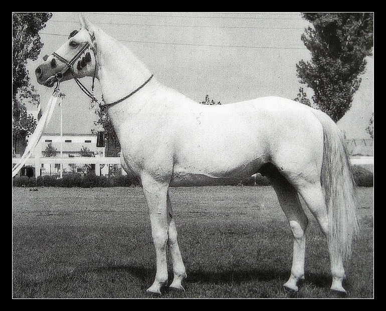 GAZAL VII Sh-ar.002jpg